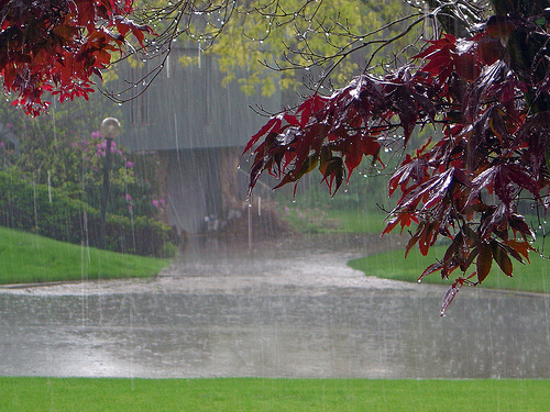 Pacific Northwest Rain